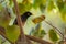 Common Myna In a Tree