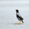 The Common Mynah