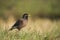 Common mynah bird in Nepal