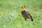 Common Mynas has Genetic Disorders