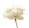 Common myrtle  flower