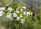 Common myrtle, myrtus communis blooming
