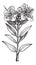 Common Myrtle or Myrtus communis, vintage engraving