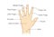 Common names for fingers of hand.