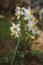 Common Narcissus flower - the king of the swamp