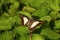 Common Nawab butterfly, Charaxes athamas athamas, Satakha