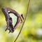 Common nawab butterfly Polyura athamas emerged from chrysal