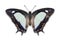 Common Nawab Polyura athamas butterfly