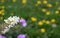 Common nettle bug on a white buddleia