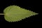 Common Nettle Urtica dioica. Leaf Closeup