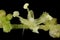 Common Nettle Urtica dioica. Male Flower Closeup