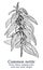 Common nettle. Vector hand drawn plant. Vintage medicinal plant sketch.