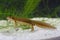 Common newt (Lissotriton vulgaris) in the pond