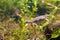 Common newt or smooth newt, Lissotriton vulgaris, male in breeding water form, biotope aquarium