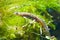 Common newt or smooth newt, Lissotriton vulgaris, male freshwater amphibian in breeding water form