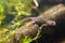 Common newt or smooth newt, Lissotriton vulgaris, male freshwater amphibian, closeup nature photo