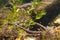 Common newt or smooth newt, Lissotriton vulgaris, males rivals in biotope aquarium, fauna photo