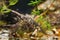 Common newt or smooth newt, male of vulnerable European freshwater amphibian in biotope aqua