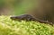 A Common Newt, Triturus vulgaris, also known as Smooth Newt on moss in springtime. It is just out of hibernation and is making its
