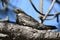 Common Nighthawk Perched on a Branch