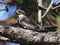 Common Nighthawk in Sunlight