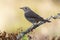 Common Nightingale,Luscinia megarhynchos, perched on a branch