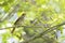 Common Nightingale perched in a tree singing loud in a city park in Berlin Germany.