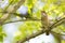 Common Nightingale perched in a tree singing loud in a city park in Berlin Germany.