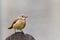 Common nightingale or simply nightingale Luscinia megarhynchos songbird sitting singing on wooden plank