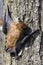 Common Noctule (Nyctalus noctula)