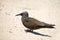 Common Noddy, Queensland, Australia