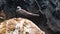 Common noddy on a rock