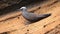 Common noddy on a rock