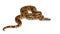 Common Northern Boa, Boa constrictor imperator