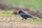 A common northern raven is looking for food in a meadow