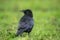 A common northern raven is looking for food in a meadow