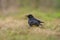 common northern raven is looking for food in a meadow