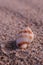 A Common Nutmeg Seashell on the beach of the Atlantic Ocean at Emerald Isle, NC