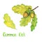 Common oak branch with green leaves and acorns, hand painted watercolor illustration with inscription isolated