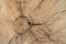 Common oak, European oak, English oak, Quercus robur wood cross section