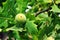 Common Oak Quercus green leaves and acorn on tree, soft blurry green leaves