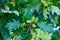 Common oak, Quercus robur, also known as European or English oak. Detail of green acorns covered by green leaves.