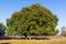 Common oak, Quercus robur, in autumn, Netherlands