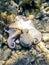 Common Octopus Camouflaged (Octopus vulgaris