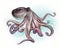 Common octopus, Octopus vulgaris, cephalopod