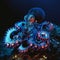 common octopus Octopus vulgaris undewater, neon light, Wildlife animal