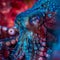 common octopus Octopus vulgaris undewater, neon light, Wildlife animal