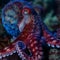 common octopus Octopus vulgaris undewater, neon light, Wildlife animal