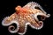 Common octopus Octopus vulgaris. Wildlife animal. Neural network AI generated