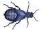 Common oil beetle